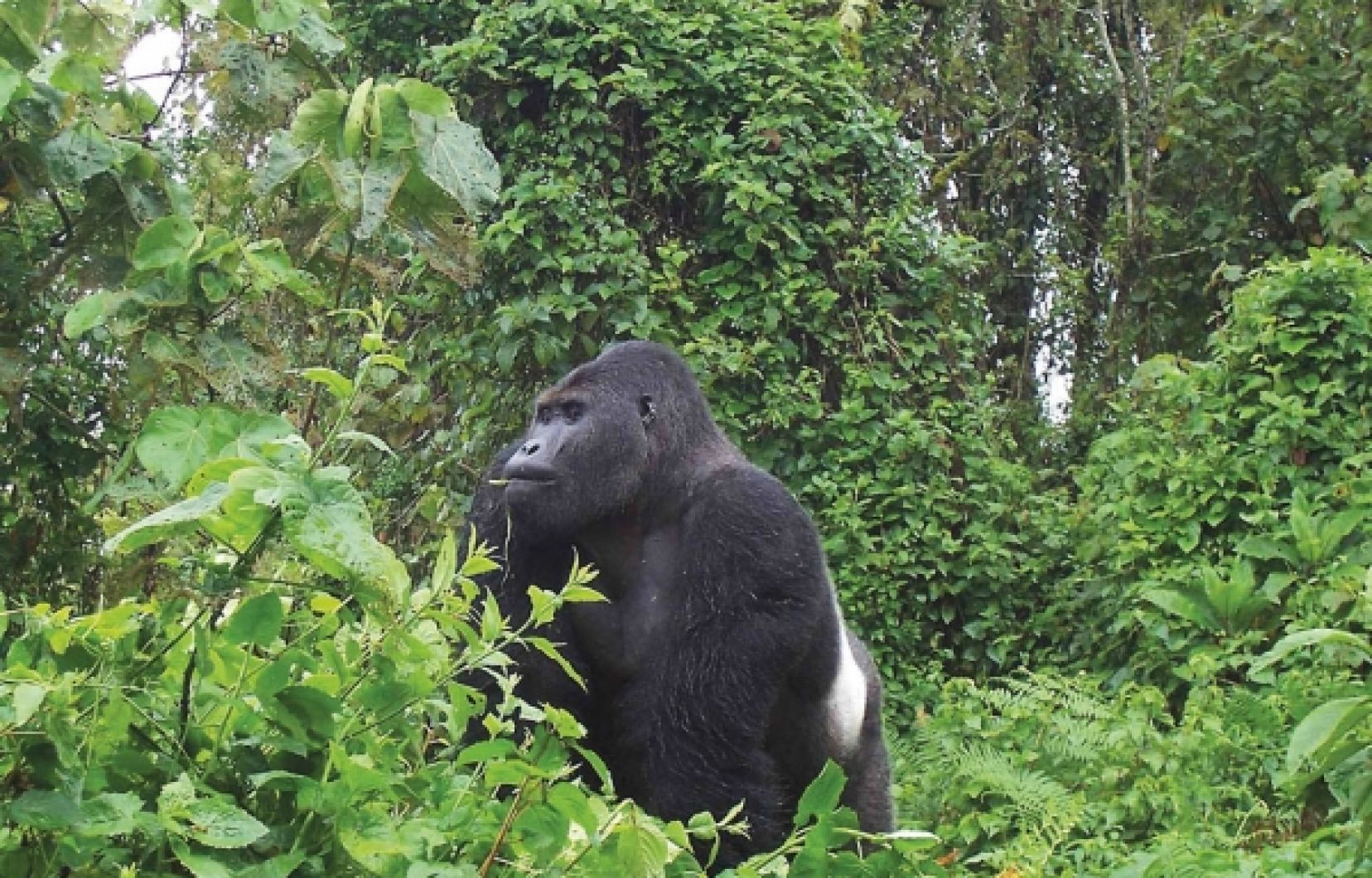 Environnement: 1500 hectares d’arbres plantés pour lutter contre le changement climatique au Nord-Kivu