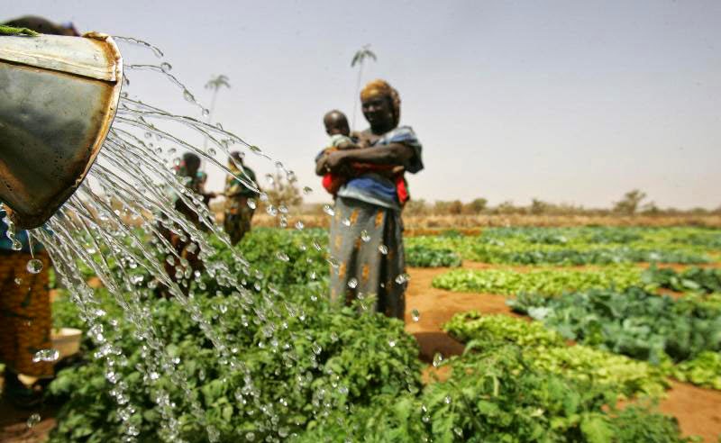 Changement climatique : Première conférence sur l’adaptation agricole au Nigeria